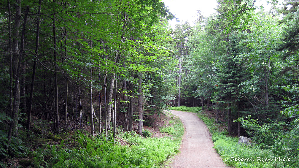 Great Glen Trails, Pinkham Notch