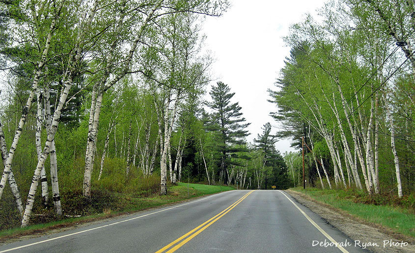 Shelburne Birches Memorial Forest to War Veterans